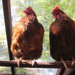 Hens roosting