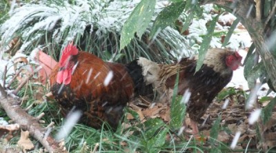 chicken_08