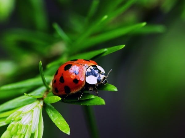 Ladybug Article In The Epoch Times M Finda Kalunga Garden