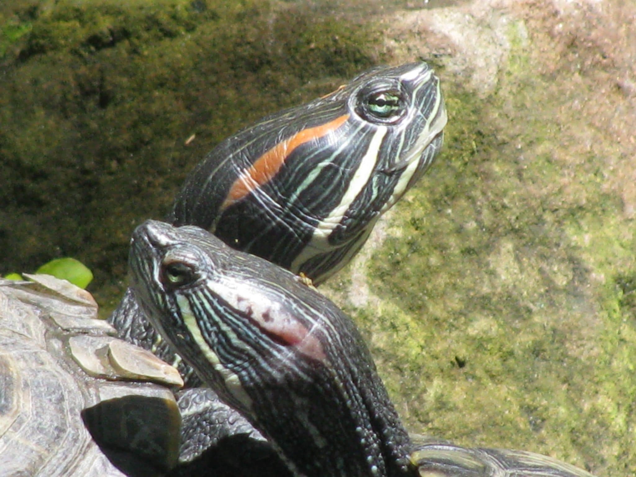 Turtle Pond News – M'Finda Kalunga Garden