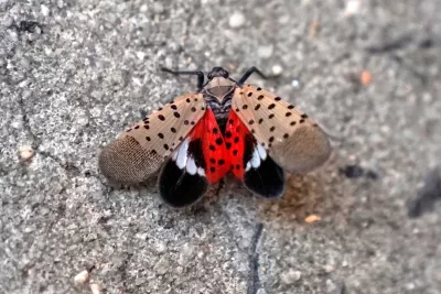 Spotted Lanternfly Spotted in the Garden